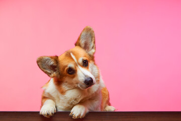 Studio portrait of a Welsh Corgi Pembroke dog, isolated on a pink background. Pet Day. The dog looks at the camera with his head sweetly turned.