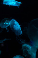 Low key jellyfish in sea saltwater aquarium ocean life, color photography with space for text 
