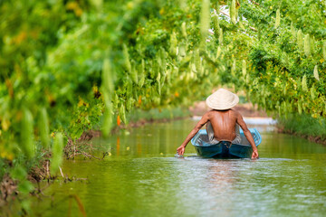 Fototapeta na wymiar Vietnamese Old Man Harvesting a big bitter gourd or bitter cucumber hanging grown on wooden fence in a farm at sunny. Green background photo