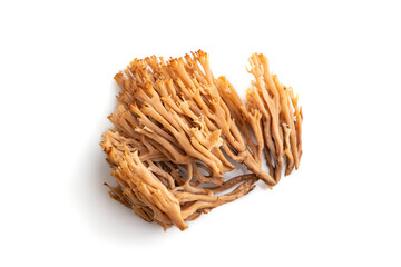 Clavaria (coral mushroom) isolated on white background. top view.