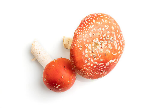 Red fly agaric (Amanta muscaria) isolated on white background. top view.