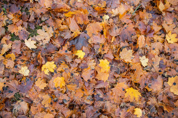 The leaves lie on the ground during fall
