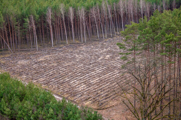 A cut forest seen from above. Poland Slawa