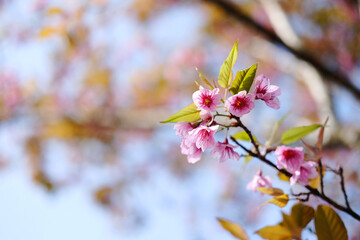 Beautiful pink cherry blossoms or Wild Himalayan cherry (Prunus cerasoides) flowers in blue sky.