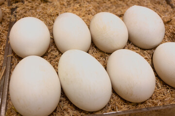 Goose eggs to be sold on supermarket containers