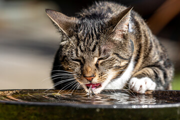 A Close Up of a Tabby Cat Drinking Water