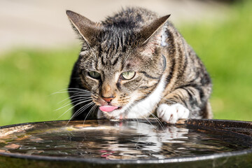 A Close Up of a Tabby Cat Drinking Water