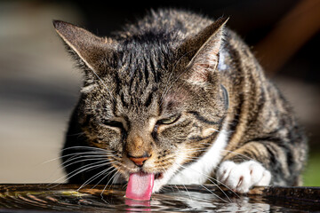 A Close Up of a Tabby Cat Drinking Water