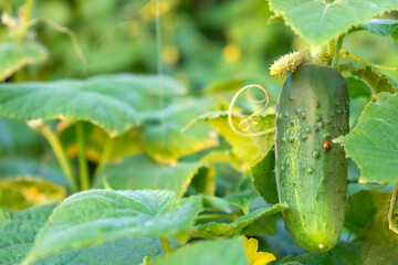 Green fresh cucumber with ladybug on it in garden on organic farm. Cucumber crops planting and growth. Cucumber with yellow flowers in vegetable garden close up.