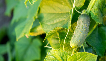 Green fresh cucumber plant ripen in garden on organic farm. Cucumber crops planting and growth. Cucumber with yellow flowers in vegetable garden close up.