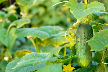 Green fresh cucumber plant under leaf ripen in garden on natural farm. Cucumber crops planting and growth. Cucumber with yellow flowers in vegetable garden close up.