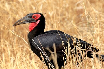 Ein Kaffern-Hornrabe (Bucorvus leadbeateri), Southern ground hornbill, in Sambia.