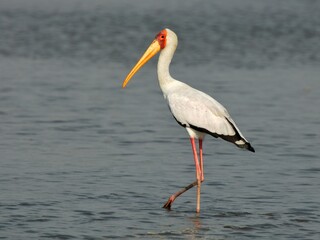 Ein Nimmersatt (Mycteria ibis), Yellow-billed stork, im Flachwasser, Sambia.
