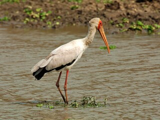 Ein Nimmersatt (Mycteria ibis), Yellow-billed stork, im Flachwasser, Sambia.