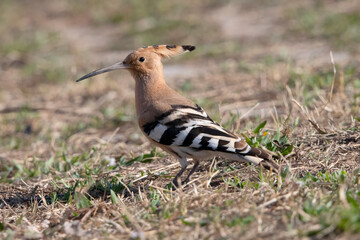 Eurasian Hoopoe in Murcia South of Spain.