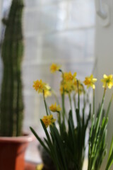 Obraz premium daffodil