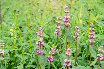 Phlomoides tuberosa or Jerusalem Sage blooming plant is a famous medicine herb