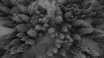 frost on branches