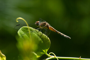 Dragonfly in Washburn Park, Marion, Massachusetts