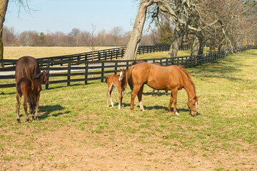 Horses on a Kentucky horse farm