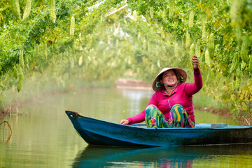 Vietnamese Women Harvesting a big bitter gourd or bitter cucumber hanging grown on wooden fence in a farm at sunny. Green background photo
