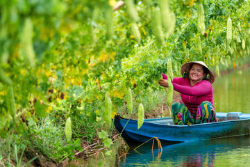 Naklejka na ściany i meble Vietnamese Women Harvesting a big bitter gourd or bitter cucumber hanging grown on wooden fence in a farm at sunny. Green background photo