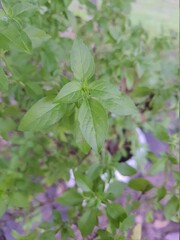Close-up on a potted basil leaf in a garden, (better known just as basil and also called basil, ) (Ocimum basilicum).