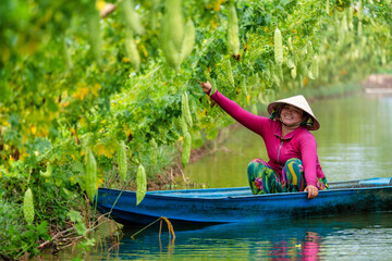 Vietnamese Women Harvesting a big bitter gourd or bitter cucumber hanging grown on wooden fence in a farm at sunny. Green background photo