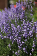 lavender