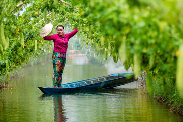 Vietnamese Women Harvesting a big bitter gourd or bitter cucumber hanging grown on wooden fence in...