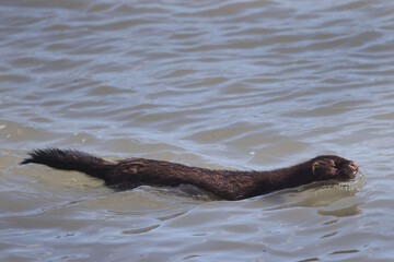 Fototapeta premium Mink swimming on shoreline looking for prey, Pecked by a swan but continued on. Swimming furiously and rapidly