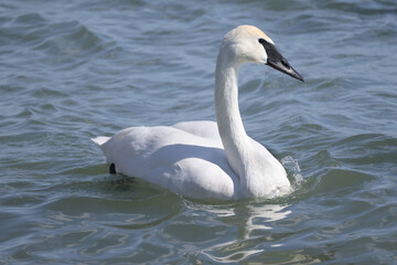Trumpeter swan group swimming on spring lake inb right sun but intense waves and freezing cold
