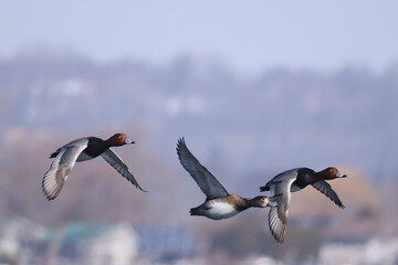Redhead ducks during migration at large bird sanctuary on way from Western Canada to Northern Canada to breed in spring on ice and water bay