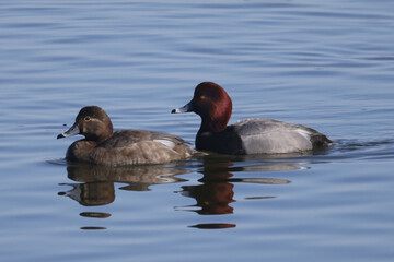 Redhead ducks during migration at large bird sanctuary on way from Western Canada to Northern Canada to breed in spring on ice and water bay
