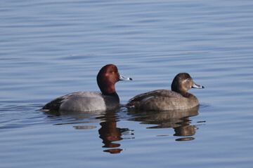 Redhead ducks during migration at large bird sanctuary on way from Western Canada to Northern Canada to breed in spring on ice and water bay