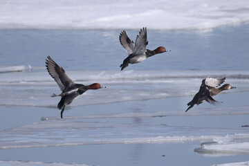 Redhead ducks during migration at large bird sanctuary on way from Western Canada to Northern Canada to breed in spring on ice and water bay