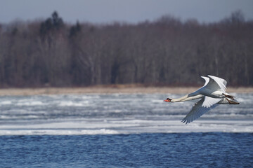 Fototapeta na wymiar Mute swans resting swimming flapping and flying over by on freezing cold but sunny bright spring day in spring thaw
