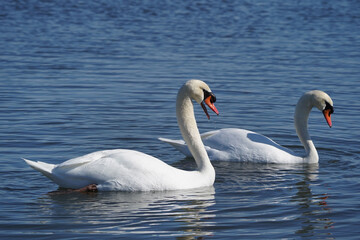 Mute swans resting swimming flapping and flying over by on freezing cold but sunny bright spring day in spring thaw