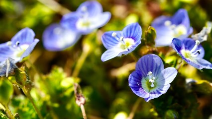 早春の原っぱに咲くオオイヌノフグリのポートレート