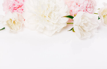 Romantic banner, delicate white peonies flowers close-up. Fragrant pink petals