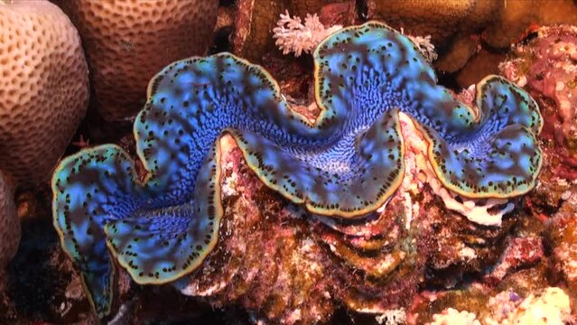 Blue Giant Clam on tropical coral reef