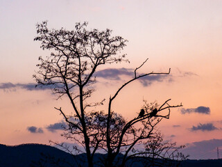 オレンジの夕陽に映える琵琶湖畔の木　南湖　早春の夕暮れ
