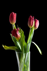 Bouquet of red tulips in a vase on a black isolated background
