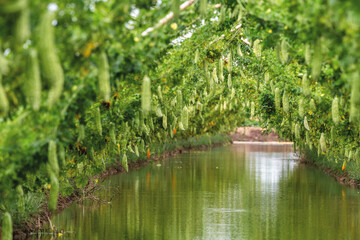 big bitter gourd or bitter cucumber hanging grown on wooden fence in a farm at sunny. Green background photo