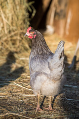 Chicken outside in the village on nature