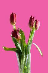 Bouquet of red tulips in a vase on a pink isolated background