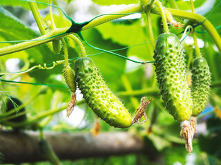  Growing Cucumbers .  The concept of agricultural business and agricultural production. The concept of nature. Growing food. Natural agriculture. 