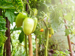 Green tomatoes grow in the greenhouse.  The concept of agricultural business and agricultural production. The concept of nature. Cultivation of food. Natural agriculture. 