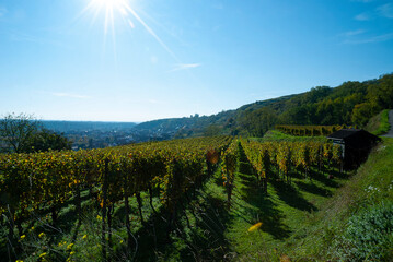 Fototapeta premium Weinberge Reben