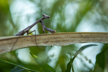 Praying Mantis